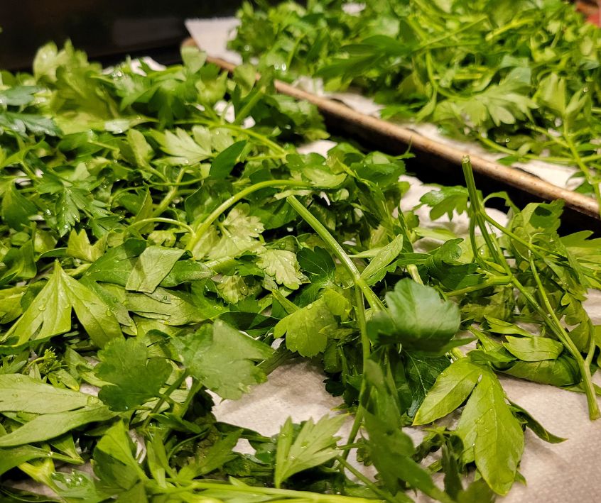 Freshly harvested flat leaf parsley on trays for drying.