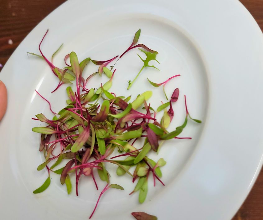 Freshly harvested red and green beet microgreens on a white plate.