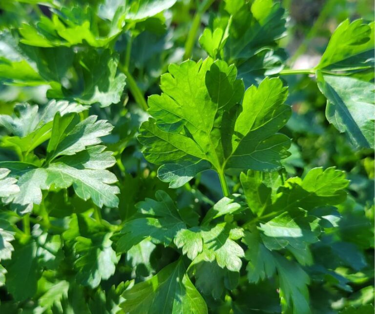 Healthy green parsley plant leaves in a garden.