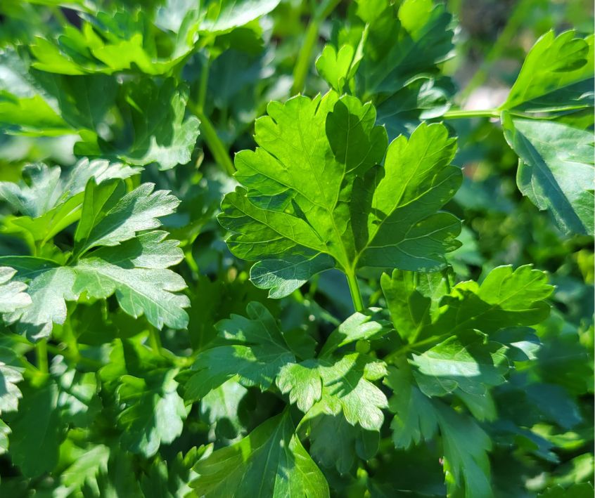 Healthy green parsley plant leaves in a garden.
