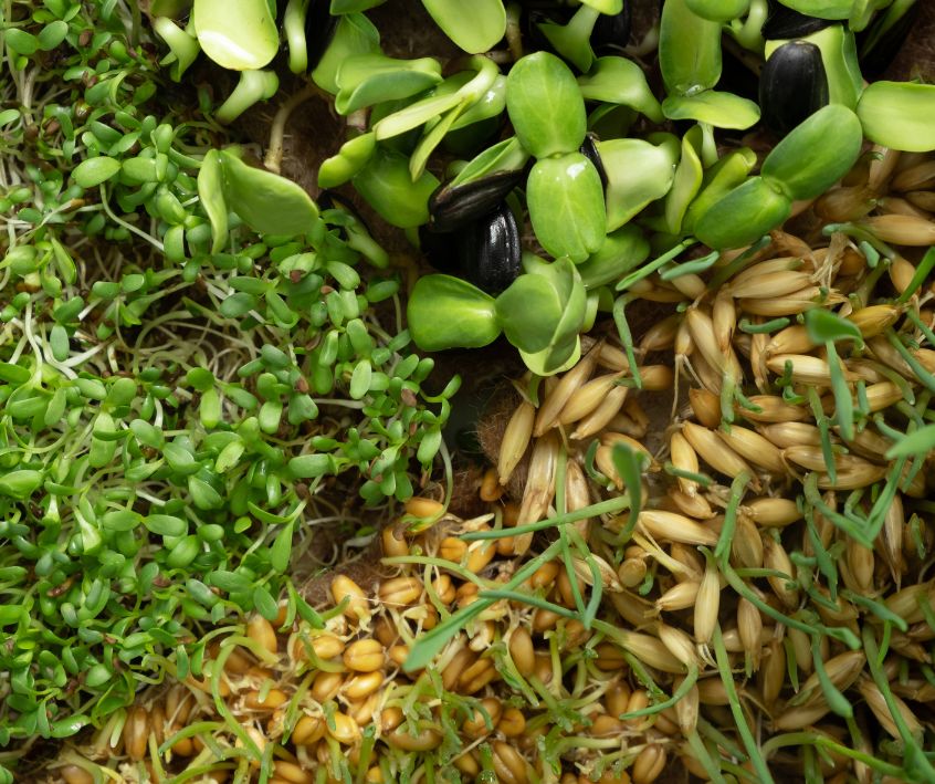 A mix of microgreens with seeds and roots.