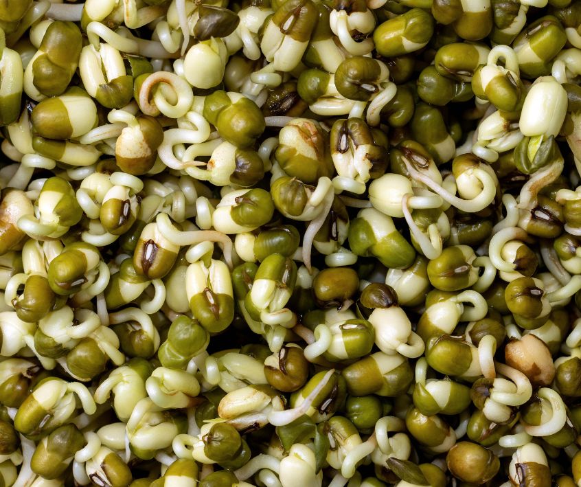 Mung Bean sprouts germinating in a bowl.