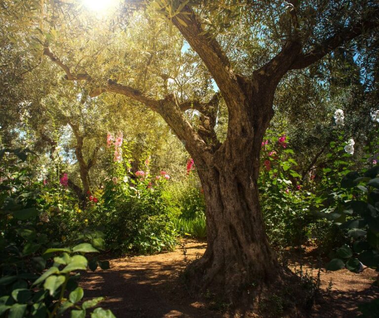 Olive tree surrounded by flowers. Hollyhocks and small shrubs.