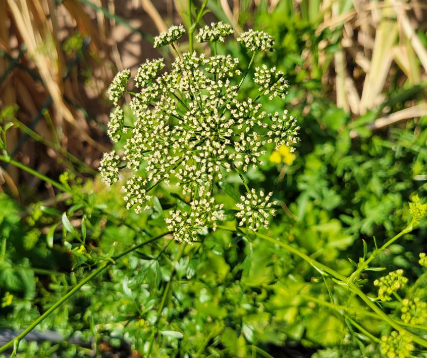 A large green parsley plant flower head.