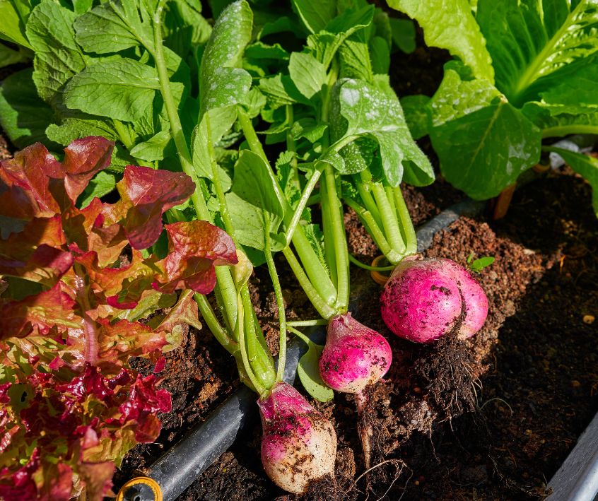 Radish and lettuce harvest from a small container garden.