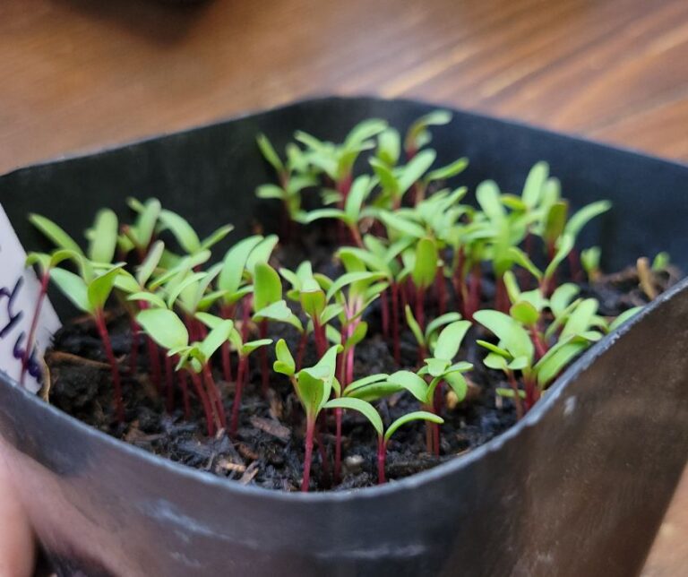 Red and green beet microgreens growing in a small black pot