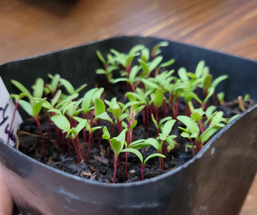 Red and green beet microgreens growing in a small black pot