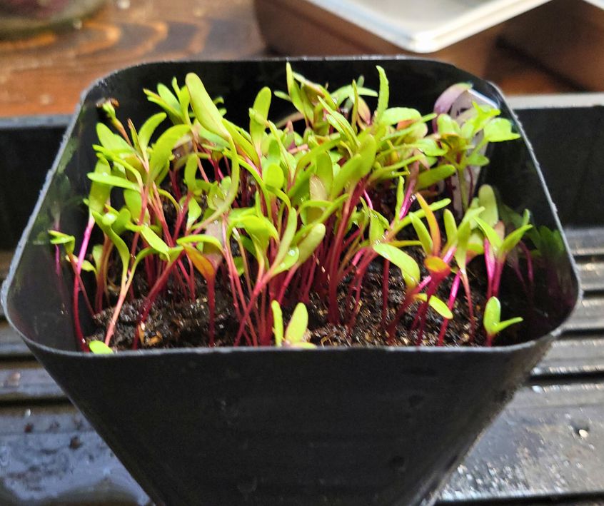 Red stemmed beet microgreens ready for harvest.