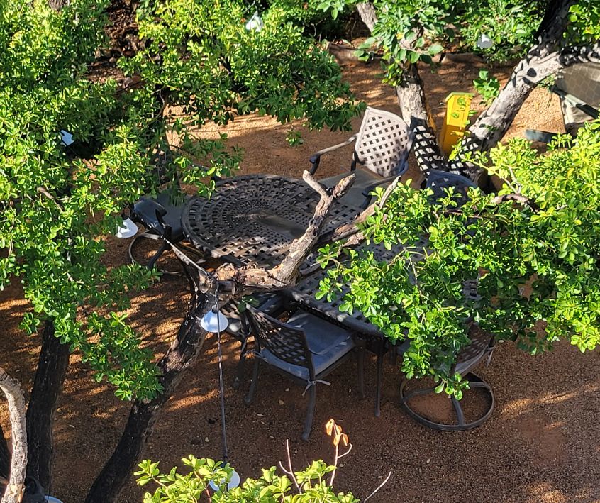 Seating area under a tree.