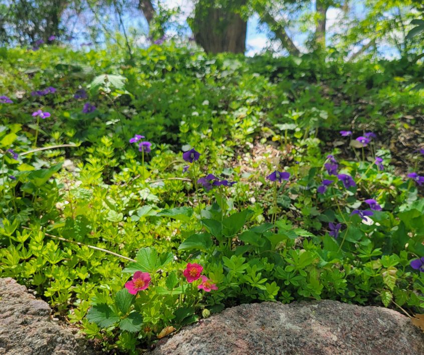 A mixed flowering groundcover of strawberries, violets, and native plants.