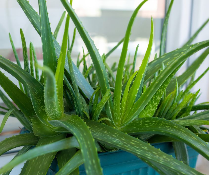 Aloe Vera plant growing in a turquoise pot on a windowsill.