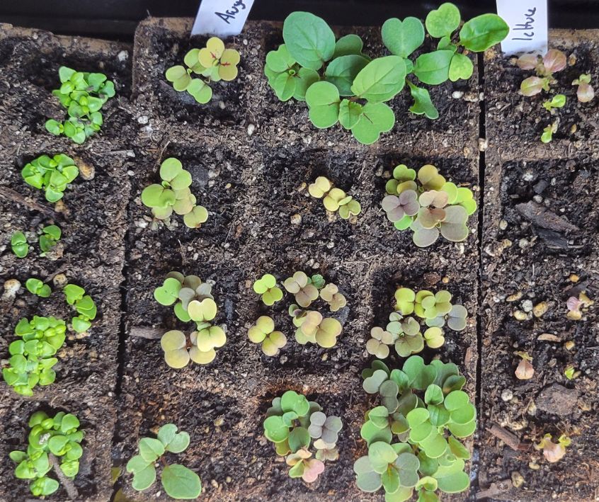 Arugula and Lettuce seedlings in a compostable grow tray.