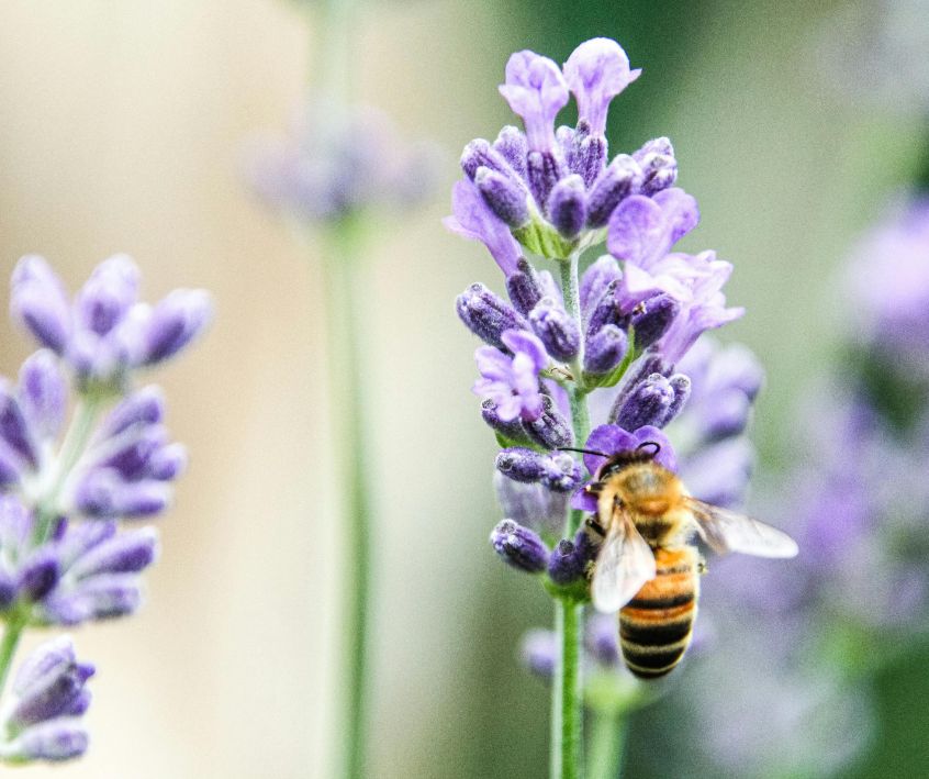 Bee pollinating a purple lavender flower.