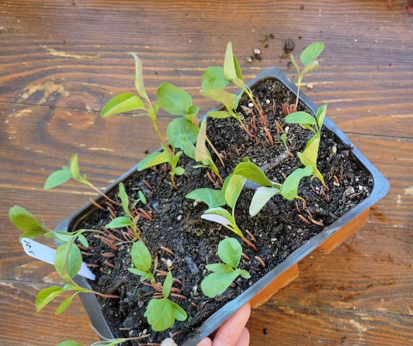 A person holding a grow cell of healthy Callaloo seedlings after thinning.