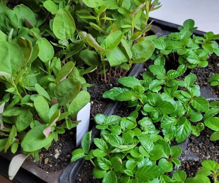 Callaloo and Egyptian Spinach seedlings in a grow tray.