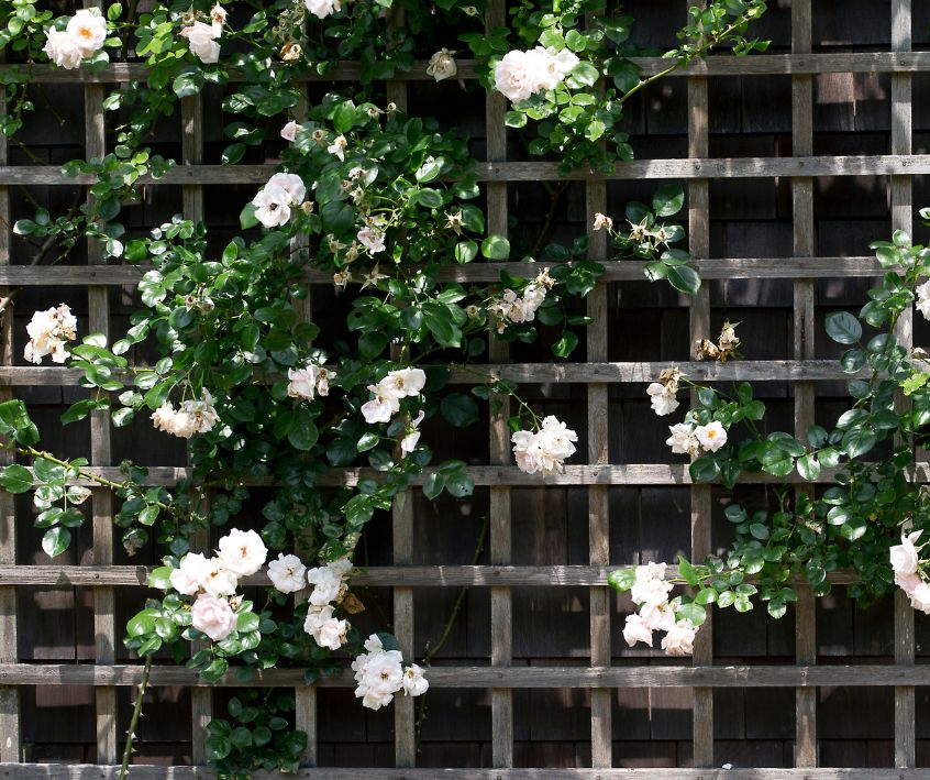 White Climbing roses growing up a wooden trellis.