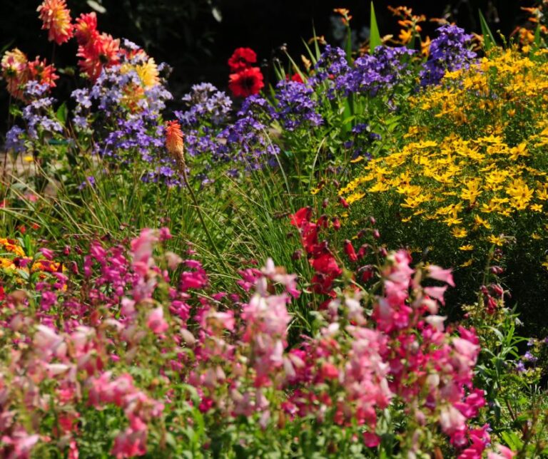 Cottage garden style flower garden full of bright pink, yellow, and purple flowers.
