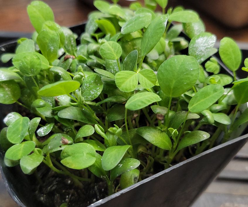 Healthy green fenugreek microgreens in black plastic pot.
