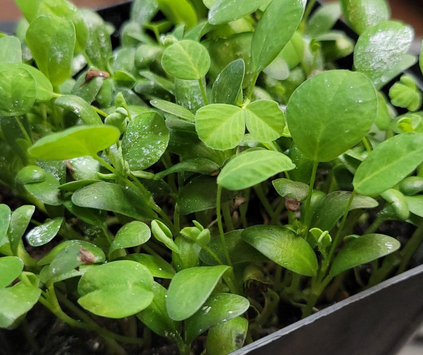 Bright green healthy fenugreek microgreens.