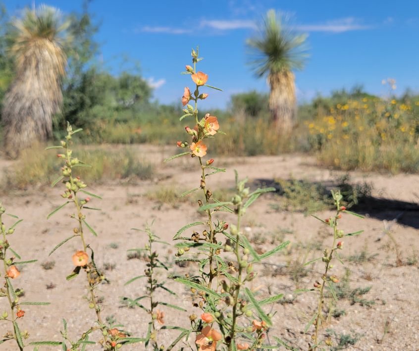 Orange Globe Mallow blooming in harsh desert landscape.