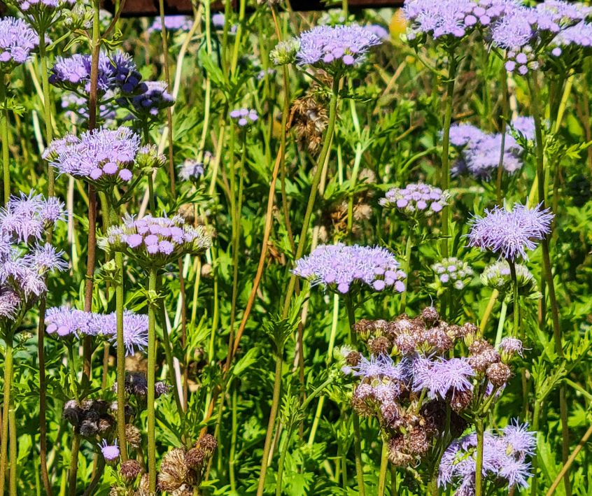 Purple Gregg's Mistflower (Conoclinium greggii) Flowers blooming in a southwest wildflower garden.
