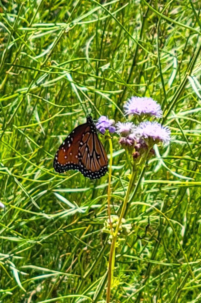 Monarch Butterfly on Purple Mistflower.