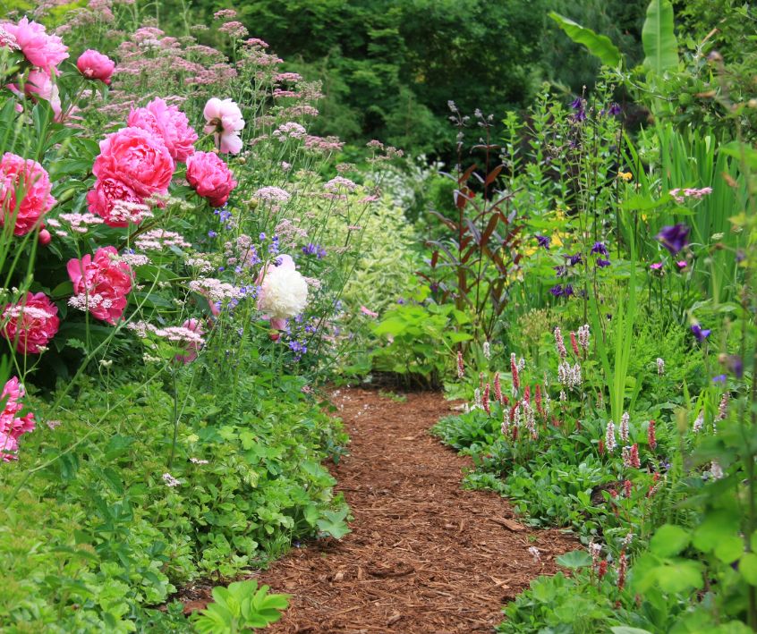 A meandering mulch garden path edged by pink flowers and lush green foliage.