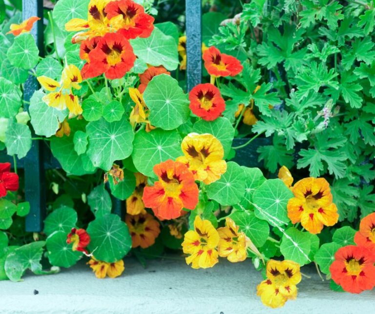 Nasturtiums with bright orange and yellow flowers and Scented Geranium plants growing in a small home garden.