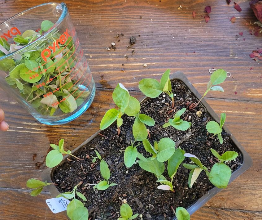 A person hold a Pyrex cup of fresh callaloo greens after thinning seedlings.