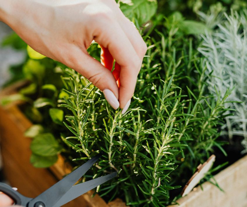 Person Cutting a Rosemary Herb Using Black Scissors.