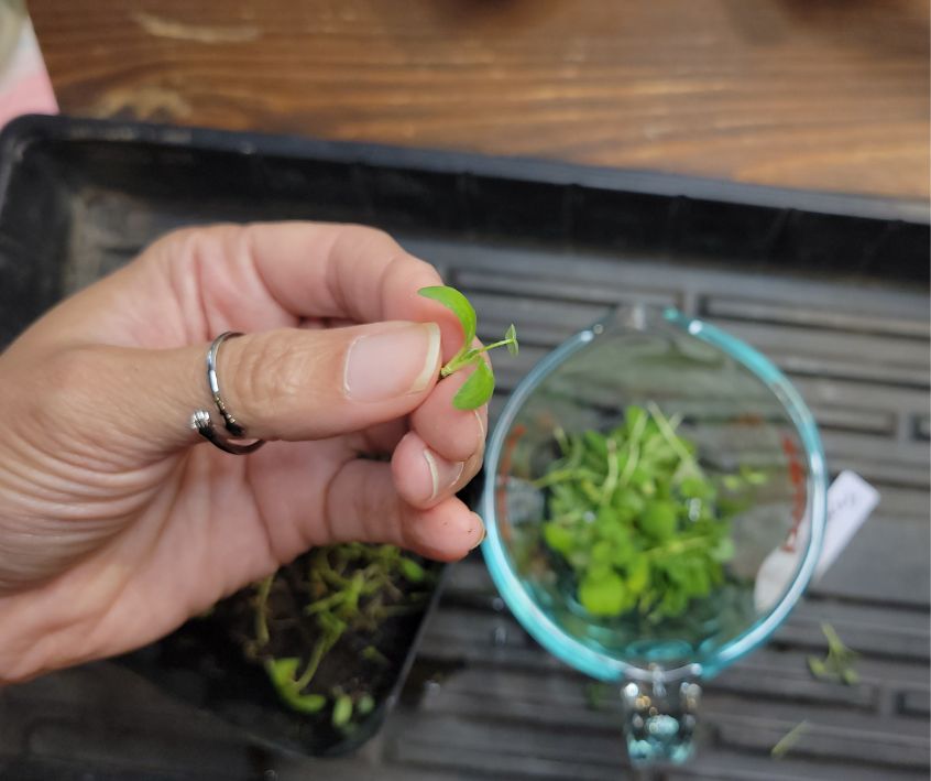 A person holding a tiny fenugreek seedling above a cup of harvested microgreens.