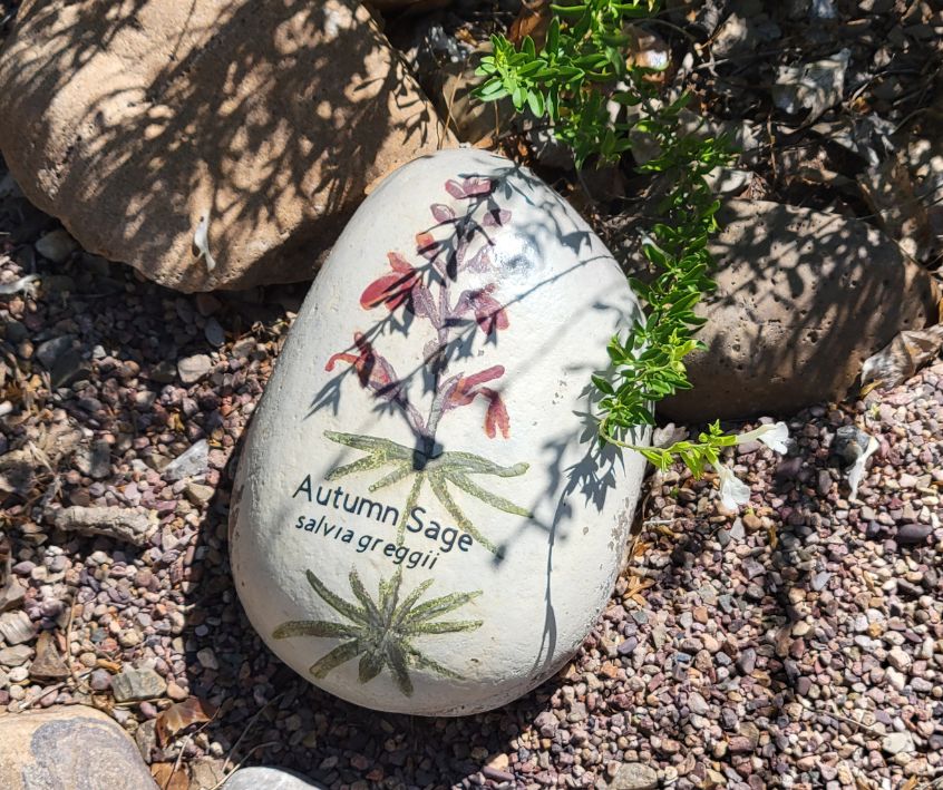 A painting of red sage flowers on a river rock at the San Pedro House Wildflower Path.