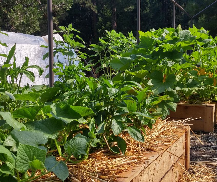 Rows of wooden raised garden beds with healthy zucchini plants surrounded by staw mulch in a sunny yard.