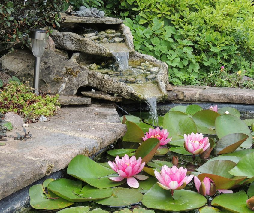 Serene Garden Pond with Water Lilies and Waterfall.
