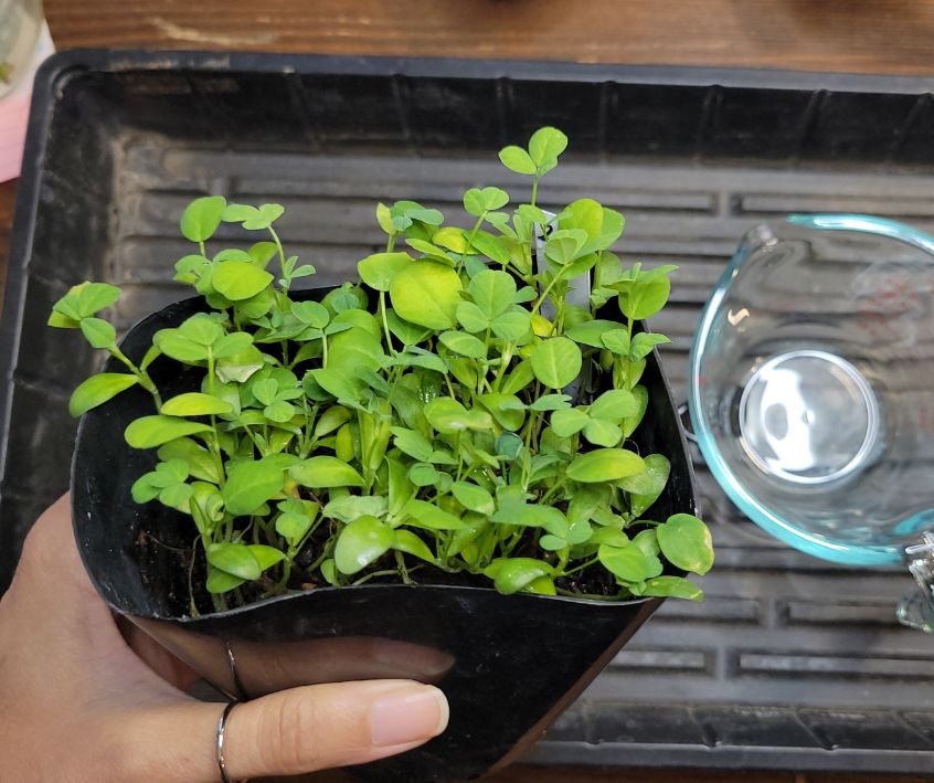Fenugreek microgreens with first set of true leaves growing in soil.