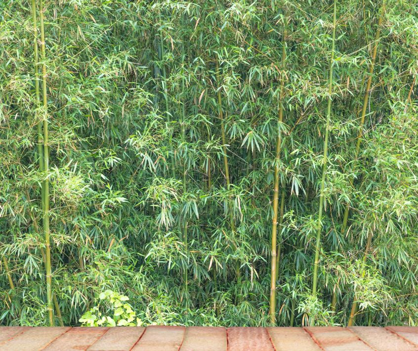Wooden deck with a view of thick green bamboo plants.