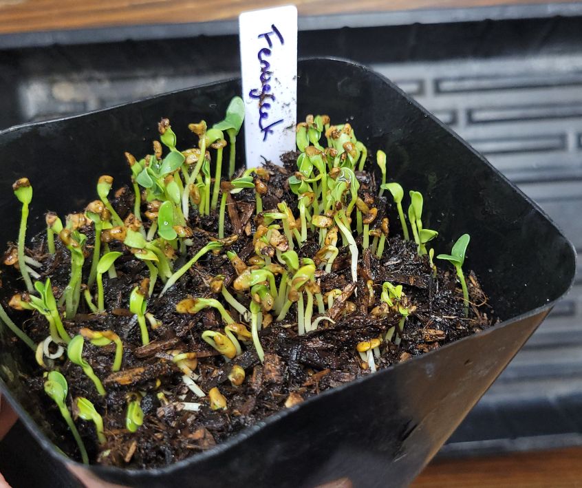 Young green fenugreek microgreens emerging from rich soil in a black plastic pot.