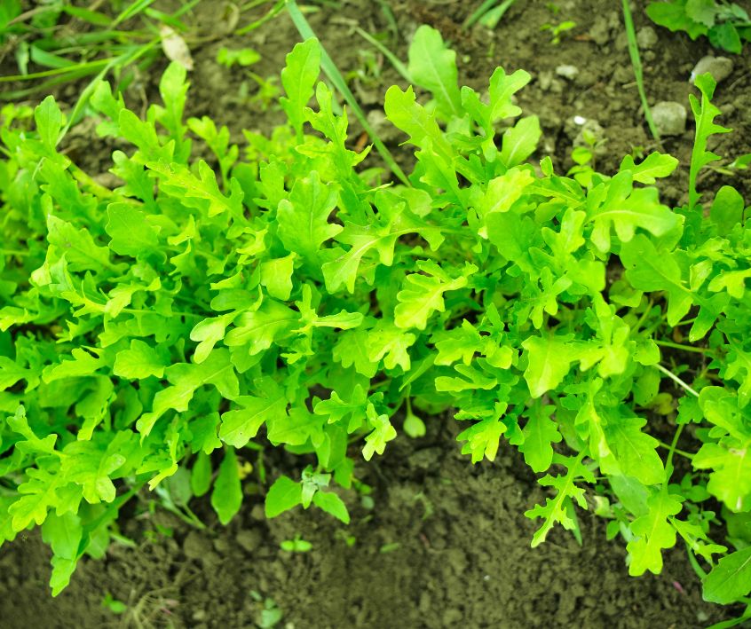 Young arugula plants growing in a tiny home garden.