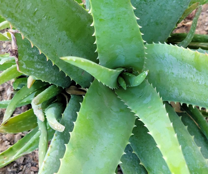 A healthy green aloe vera plant with pups.