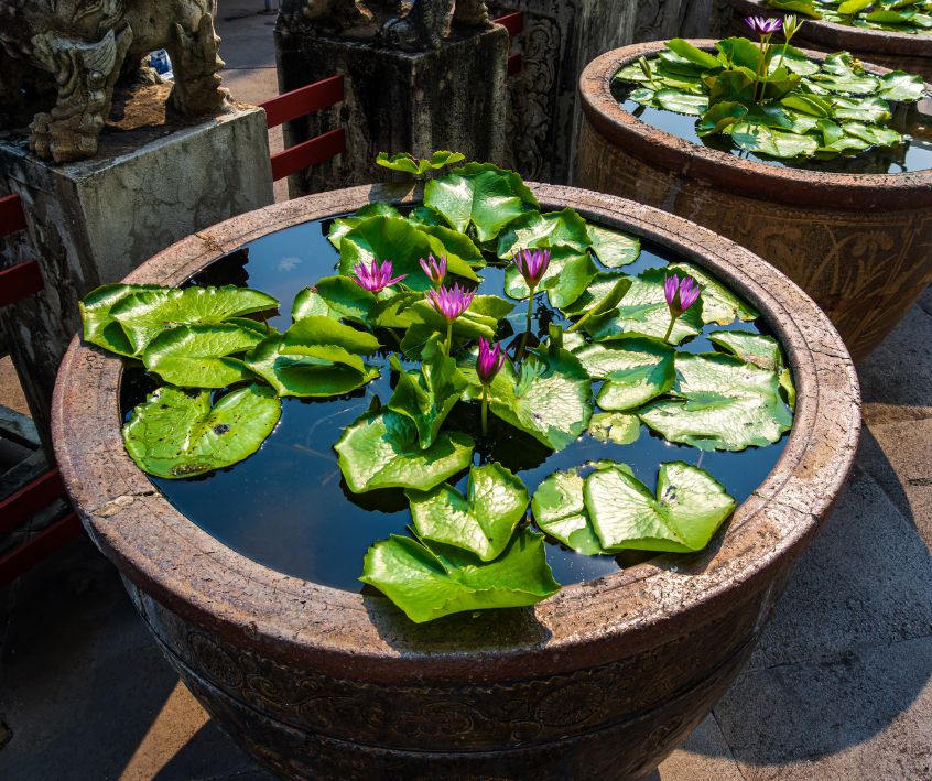 Large garden pots turned into small fish ponds with water lilies.