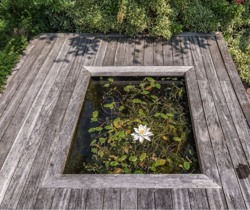 An in deck fish pond filled with aquatic vegetation.