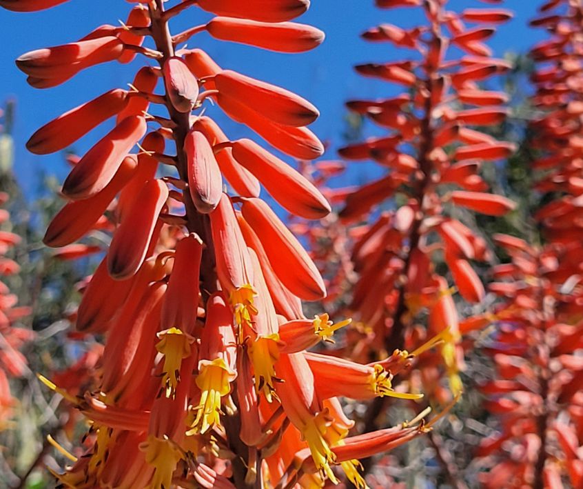 A group of bright orange Aloe Vera flower stalks.