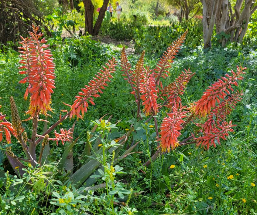 Bright orange aloe vera blooms peaking out of a mixed outdoor garden bed.