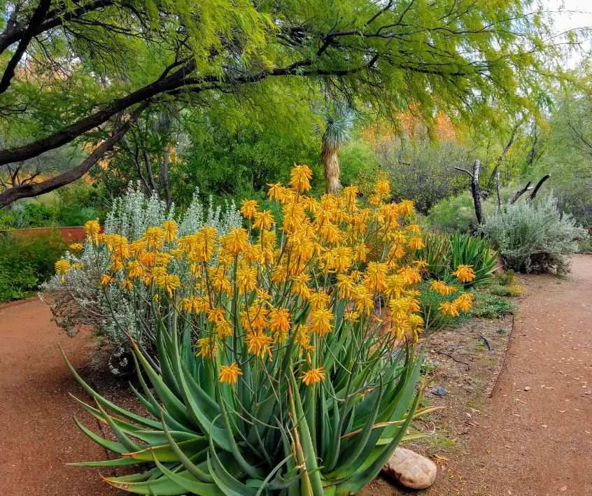 Exotic green aloe plants with yellow blooms at Boyce Thompson Arboretum