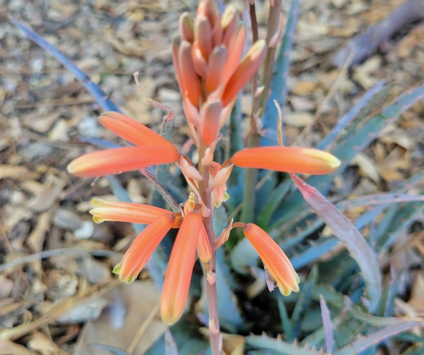 Small Elf Aloe plants with orange flowers on a stalk