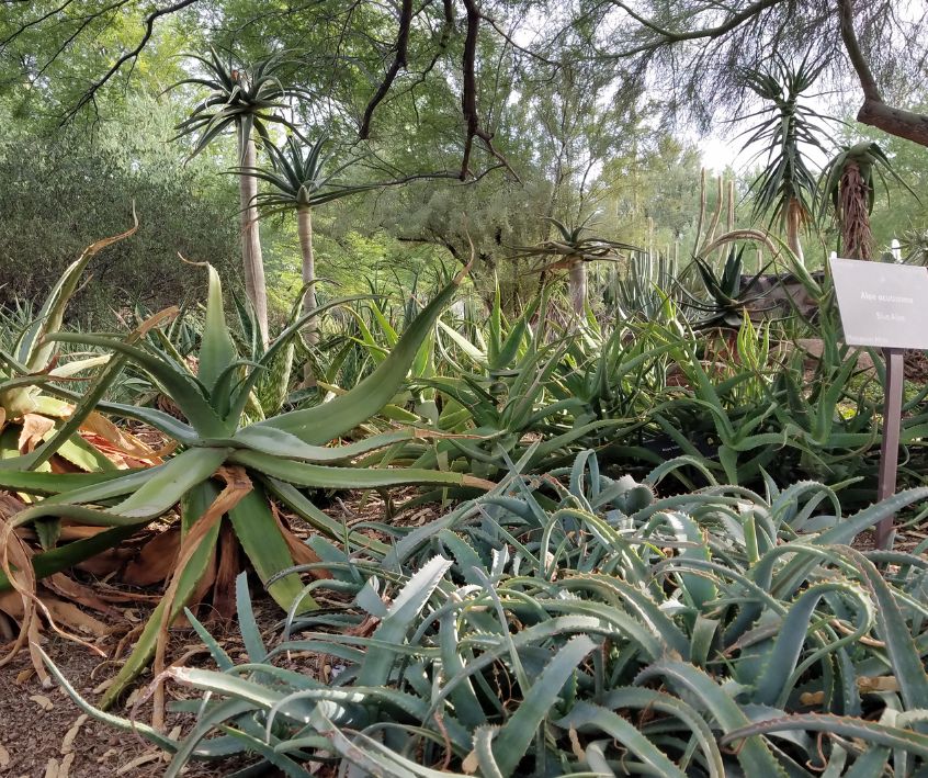 Large dark green serpentine aloe plants at the Desert Botanical Garden in Phoenix, AZ.