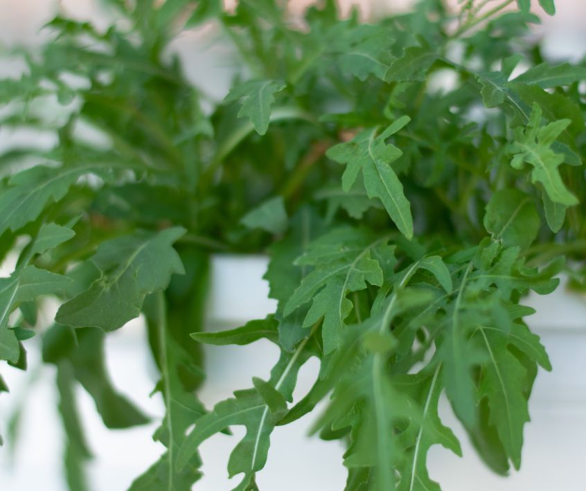 Green arugula growing in a white container.