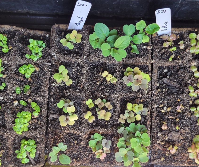 Arugula seedlings growing in compostable pots.