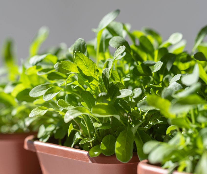 Young arugula growing in terracotta colored plastic pots.