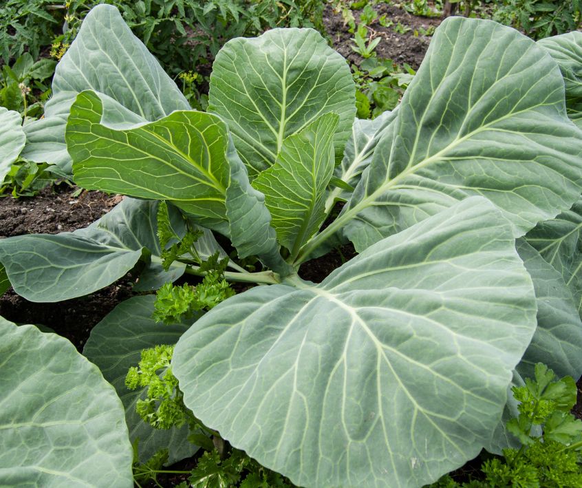 Big green healthy collard green plant growing in the garden